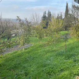 Tekirdağ Süleymanpaşa'da Meyve Ağaçları İçinde Müstakil Ev