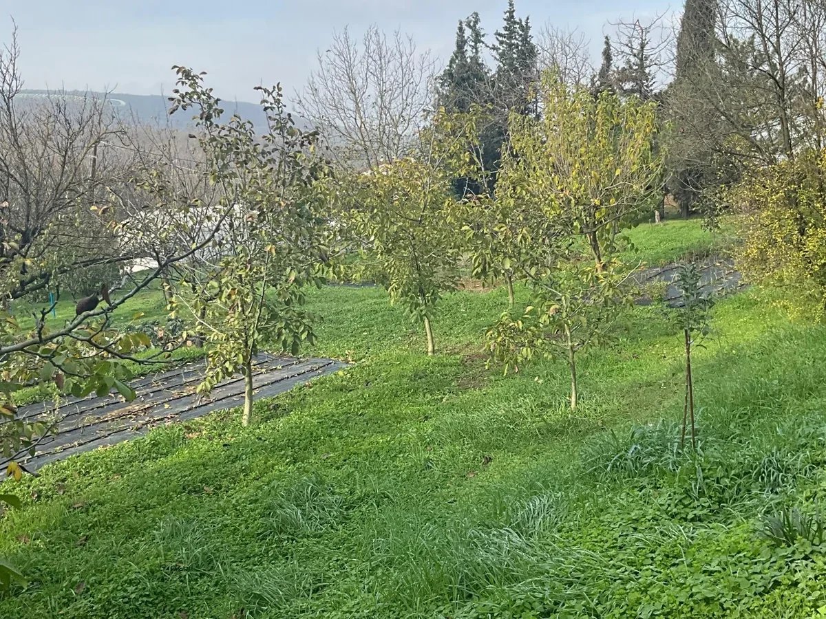 Tekirdağ Süleymanpaşa'da Meyve Ağaçları İçinde Müstakil Ev