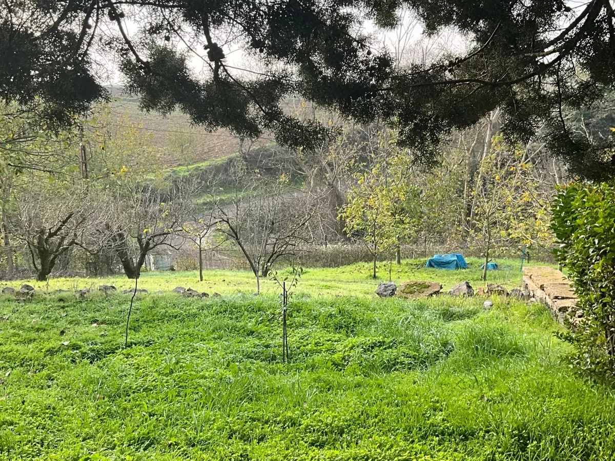 Tekirdağ Süleymanpaşa'da Meyve Ağaçları İçinde Müstakil Ev