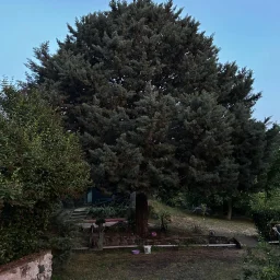 Tekirdağ Süleymanpaşa'da Meyve Ağaçları İçinde Müstakil Ev